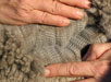 Cria Fiber 2
