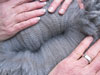 Cria Fiber 3