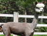Snowmass Incan Silver shorn