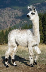 Go to Herd Book