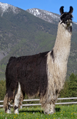 Go to Herdsires