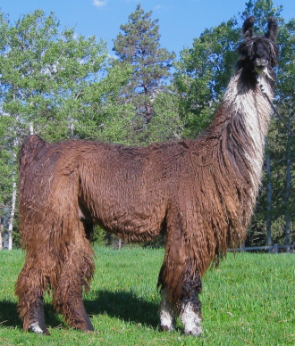 GNLC Tesio